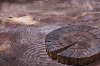 Vintage wood background small cross cut of tree trunk for your product display