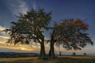 The Kalte Staude, a pair of beech trees, Presseck, Upper Franconia, Federal Republic of Germany