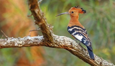 African Hoopoe, African Hoopoe, (Upupa africana), Ithala Game Reserve, Louwsburg, KwaZulu-Natal,