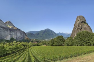 View of the vineyard and mountains in Meteora, Greece, Europe