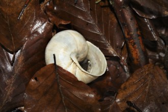 Snail shell (Gastropoda)