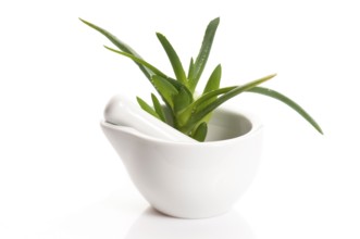 Aloe vera - herbal medicine, POLAND