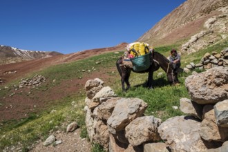 Berber muleteer, Timaratine, MGoun trek, Atlas mountain range, morocco