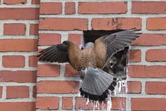 Common Kestrel feeding its young
