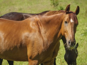 Close-up of a brown horse standing on a green meadow in summer, Flensburg, SChleswig-Holstein,