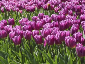 Purple tulips blooming in a flower field in spring, blooming tulips in many colours, amsterdam, the