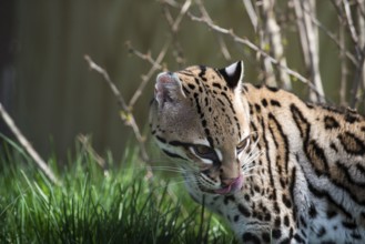 Ocelot (Leopardus pardalis), captive animal, zoo, Pittsburgh Zoo & Aquarium, direct eye contact,