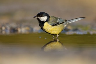 Great Tit, (Parus major), Animals, Birds, Tit family, Lesvos, Greece, Europe