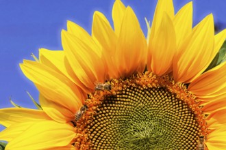 Yellow sunflower with bees on the petals, in front of a blue sky, colourful flower meadow,