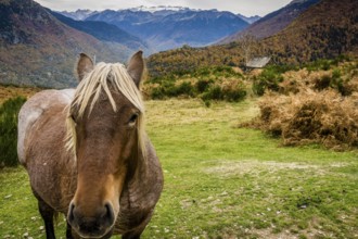 Horses on Bausen, Aran valley, Pyrenees mountain range, Catalonia, Spain, Europe