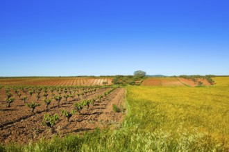 Vineyard fields in Extremadura of Spain by via de la Plata way