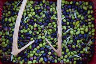 Olives harvest and picking sticks at Mediterranean Spain