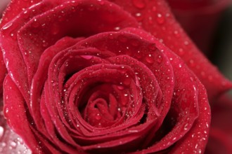 Red rose macro with water droplets studio shot