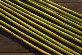 River canes green fresh for agriculture purposes in spain