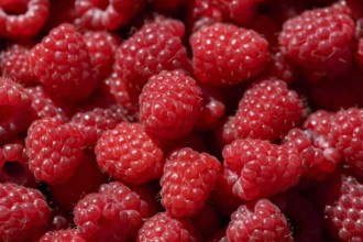 Delicious fresh and sweet red raspberries as food background. Healthy food organic nutrition. Rubus
