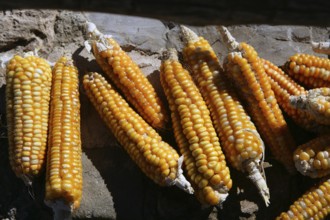 Dried vivid orange yellow corn cob on a sunny day