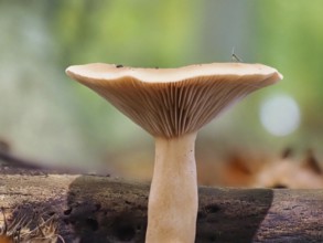 Monk's head (Infundibulicybe geotropa), blurred background, North Rhine-Westphalia, Germany, Europe