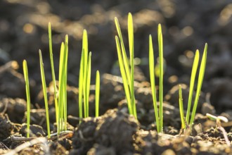 Closeup macro shot of green blades of grass growing from dark soil in spring