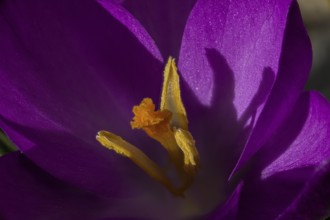 Purple crocus (Crocus vernus) in close-up with clear shadows under bright sunlight, Jena,
