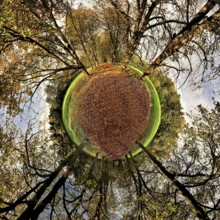 Chestnut avenue Spherical panorama