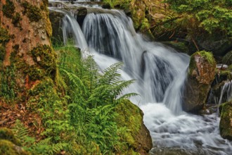 A small waterfall flows over rocks, surrounded by ferns and a tree, Todtnauer Wasserfall, Todtnau,