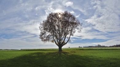 Single tree against the light