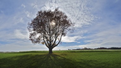 Single tree against the light