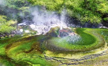 Thermal geyser in the Rotorua Waimangu Volcanic Valley on the North Island of New Zealand