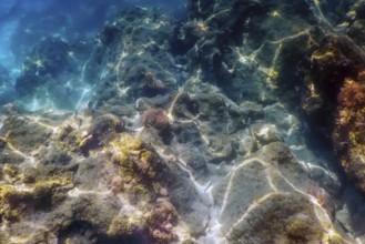 Sea Life Underwater Rocks Sunlight, Underwater Life