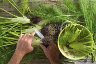 Cleaned and fennel just picked from the garden