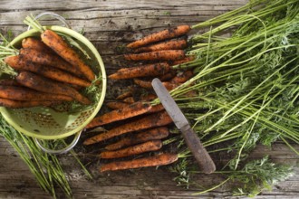 Cleaning and preparation of a bunch of freshly picked carrots