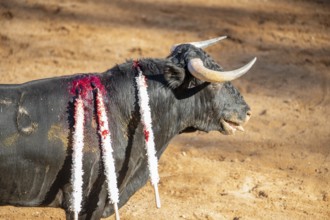 Brave bull in the bullfight arena, Raging bull ready to ram.