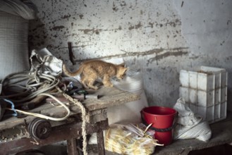 Interior of a rural storage room with a kitten on a table, from a house in a romanian village