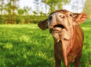 Young ginger calf, looking at camera, with its mouth opened and a funny face, on a sunny day of