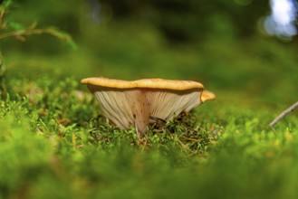 Low perspective on mushrooms growing from moss-covered forest floor, Große Teufelsküche,