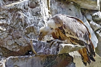 Species of bird griffon on a rock