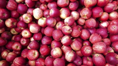 Lots of ripe apples