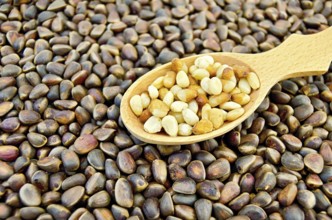 Kernel cedar nuts in a wooden spoon on a background texture of pine nuts
