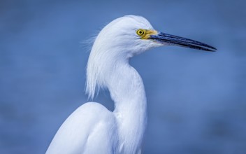 Wild Egret on the Atlantic Ocean, Florida, USA, North America