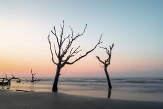 Meditative seascape at Boneyard Beach on Bull Island in South Carolina at sunrise