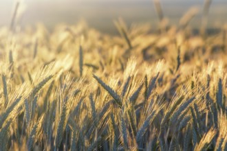 Wheat ears under the sunshine. Sun shining through ripe wheat