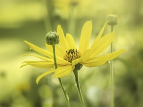 An image of a yellow flower moody background