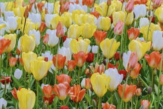 Flowerbed of tulips in the garden. Springtime in Netherlands Lisse, Netherlands