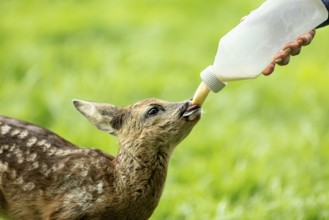 Baby Fawn wird mit der Flasche gefüttert an einem schönen Tag im Frühling