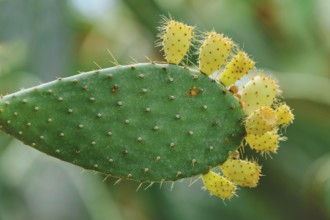 Opuntia, commonly called prickly pear, with fruits Balchik, Bulgaria, Europe