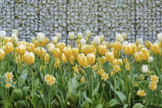 Yellow Tulips near the Wall from Pebbles Keukenhof, Netherlands