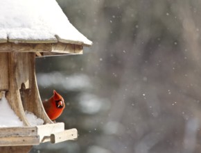 Cardinal at Bird Feeder Snow Storm Canada Male Red