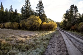 Autumn Colors Cypress Hills Canada interprovincial Park