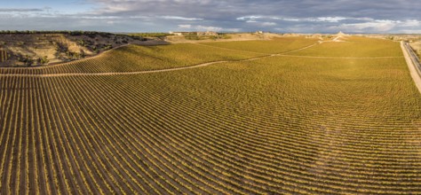 Field of vines, Aranda de Duero, Burgos province, Spain, Europe