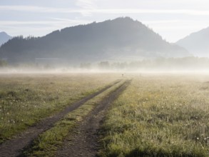 Field path, early morning mist in a meadow, near Irdning. Enns Valley, Styria